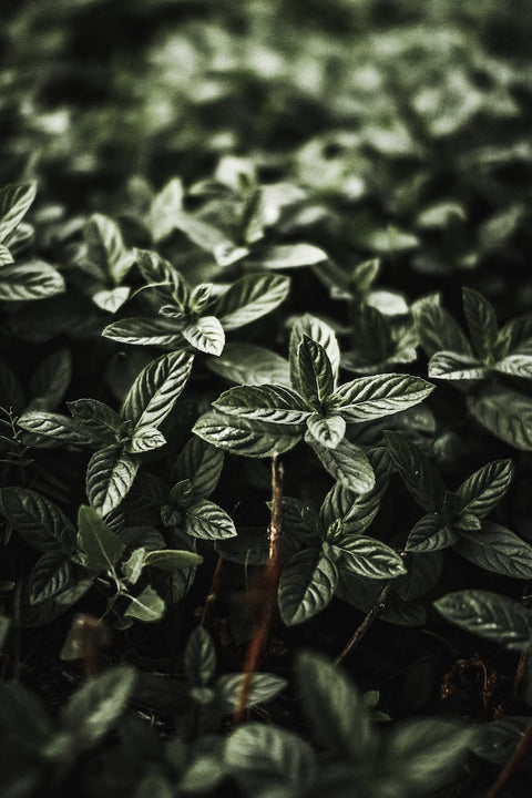 Natur